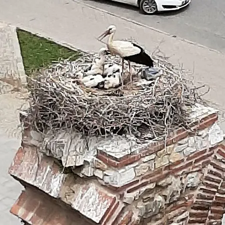 Wallabies Aquaduct Hotel Selcuk